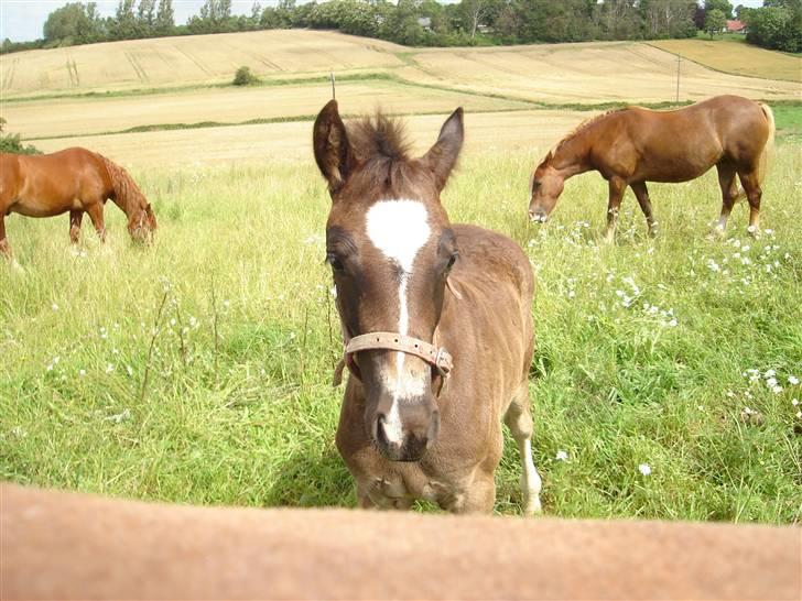 Welsh Cob (sec D) De Busies Prestige - Hey hvad er det for en tingest du står med?? billede 6