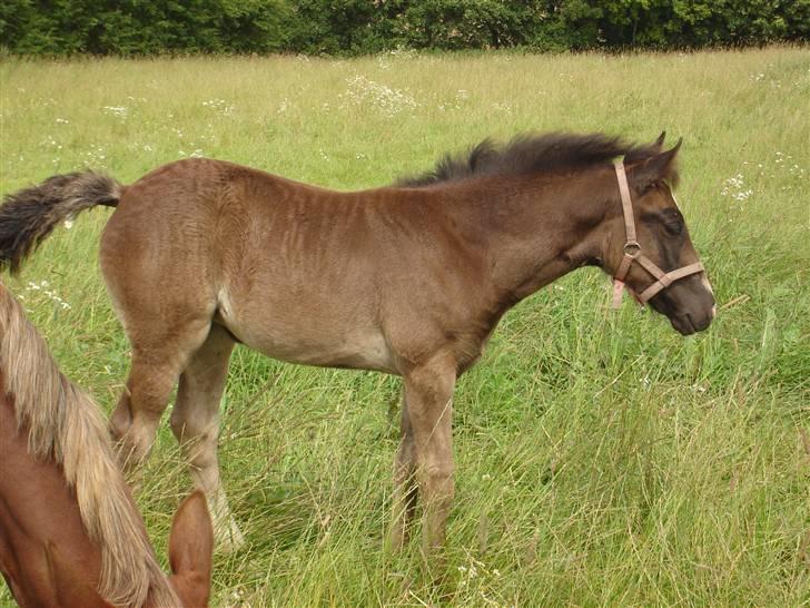 Welsh Cob (sec D) De Busies Prestige - Dejlige lille følle igen... billede 7