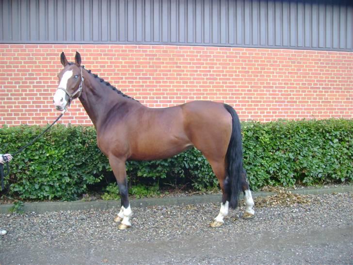 Anden særlig race Søgårdens Mandy *solgt* billede 7