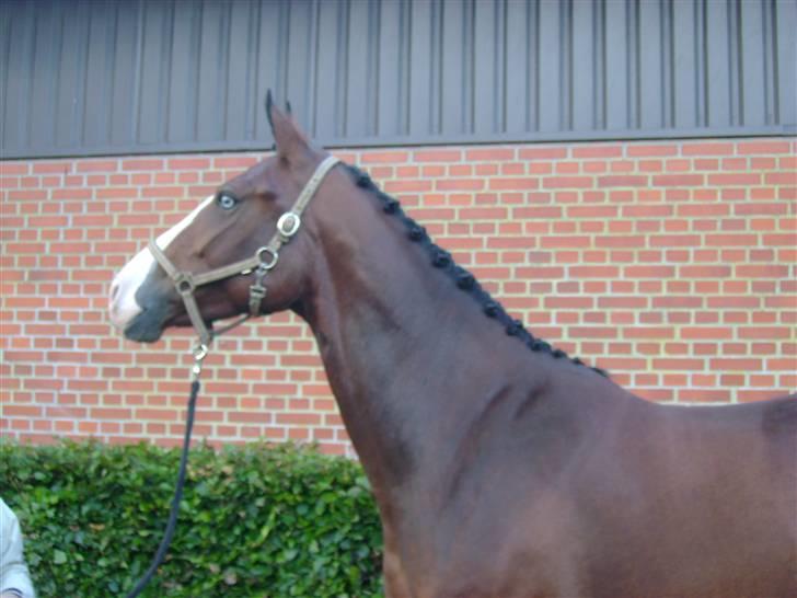 Anden særlig race Søgårdens Mandy *solgt* billede 8