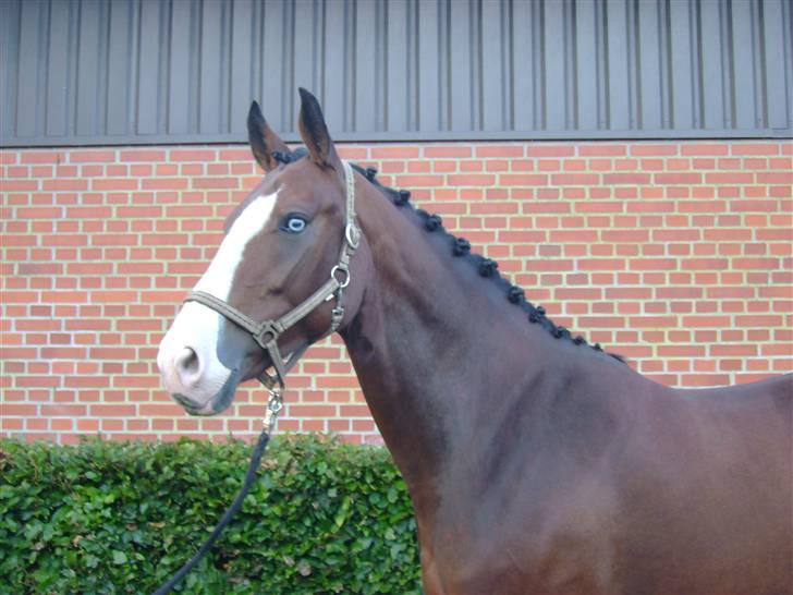 Anden særlig race Søgårdens Mandy *solgt* billede 1