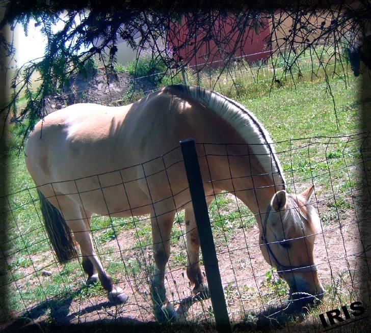 Fjordhest Iris - på ny fold billede 15