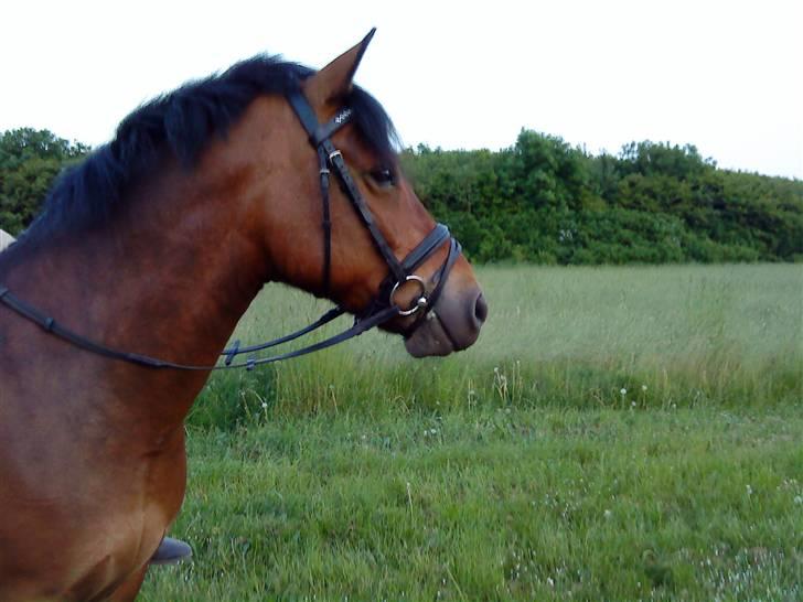 New Forest Texas (Solgt) - Texas xD billede 8