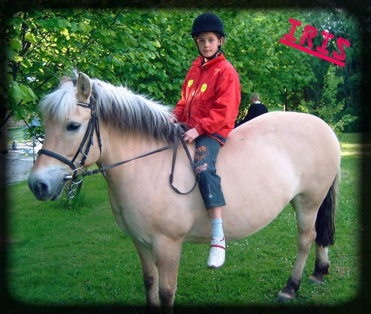 Fjordhest Iris billede 16