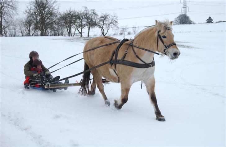 Fjordhest Iris - iris i sneen  billede 17