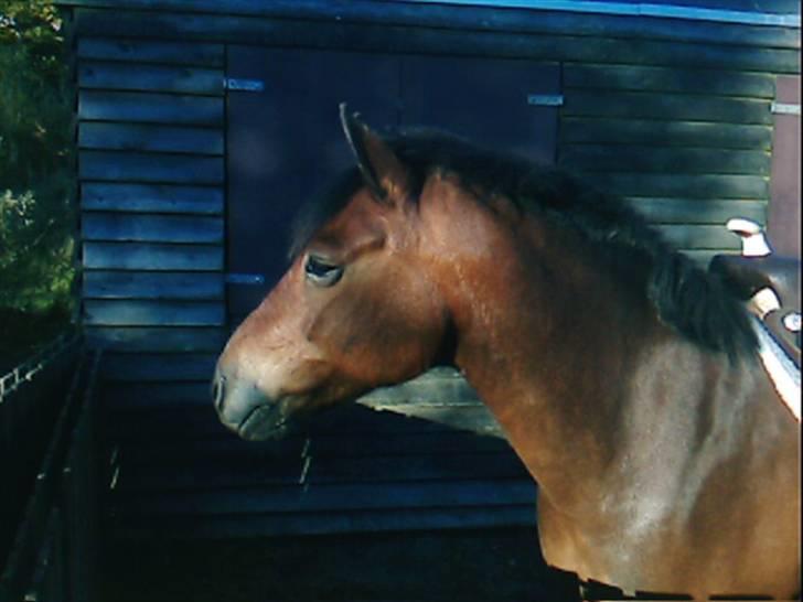 New Forest Texas (Solgt) - Basses hoved <3 Med western sadel :) billede 9