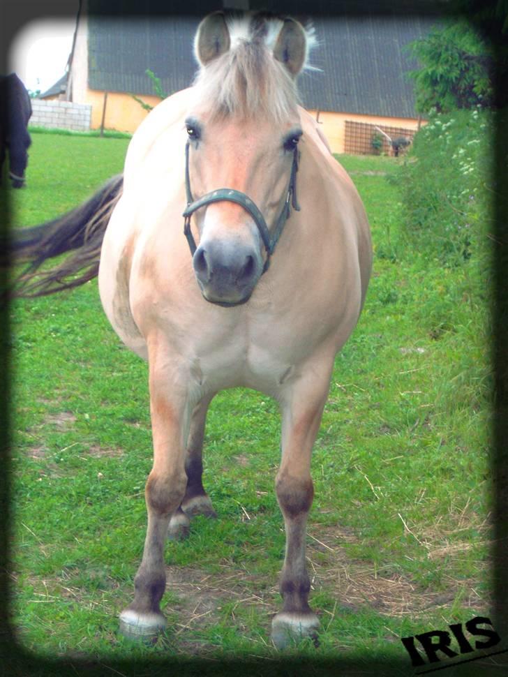 Fjordhest Iris - pas på jeg ikke trumller dig ned billede 18