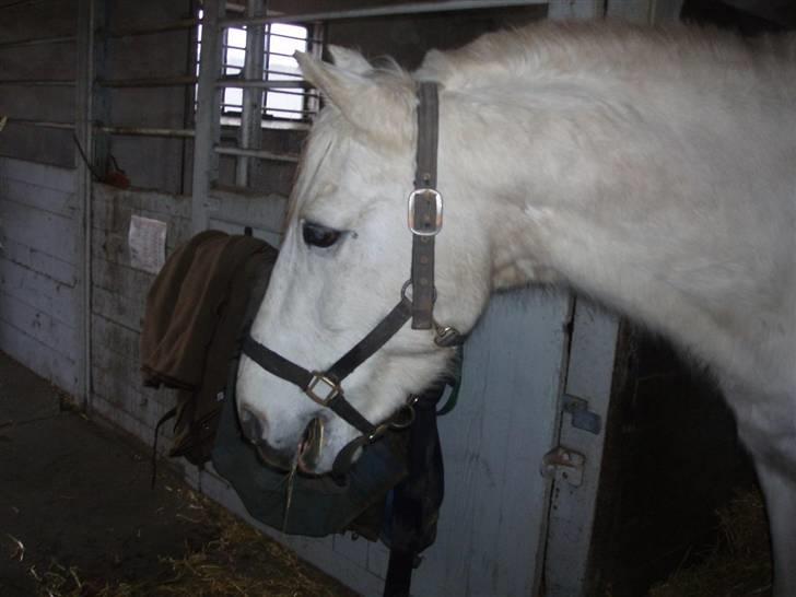 Anden særlig race Winner [Tidligere part] - Jah, lidt araberhals har man da altid :) tikke-røv. Han er min bedste ven <3 billede 2