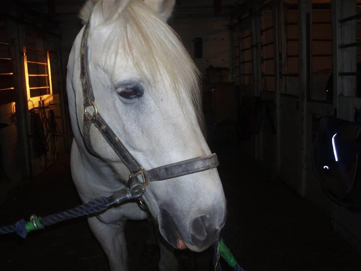 Anden særlig race Winner [Tidligere part] - Igen - den dejlige dreng <3 billede 3