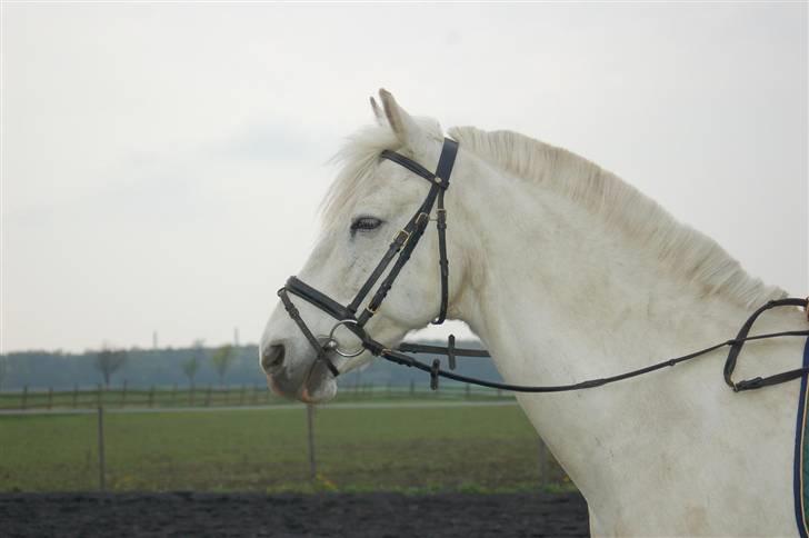 Anden særlig race Winner [Tidligere part] - Som fotomodel - og ved at falde i søvn? :) Taget af Nanna den 30. april 2008. billede 4