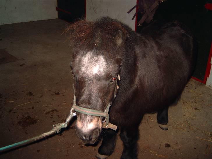 Shetlænder Albert (VILDHESTEN) billede 17