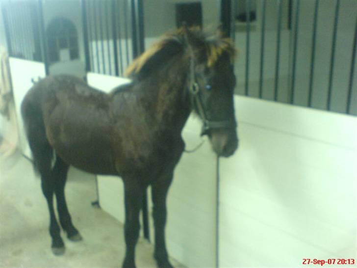 Frieser Doro (Hingst) R.I.P billede 5