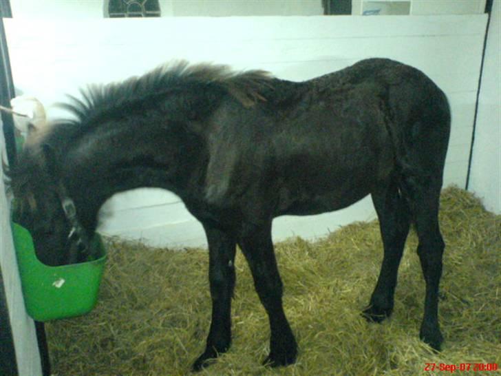 Frieser Doro (Hingst) R.I.P billede 6