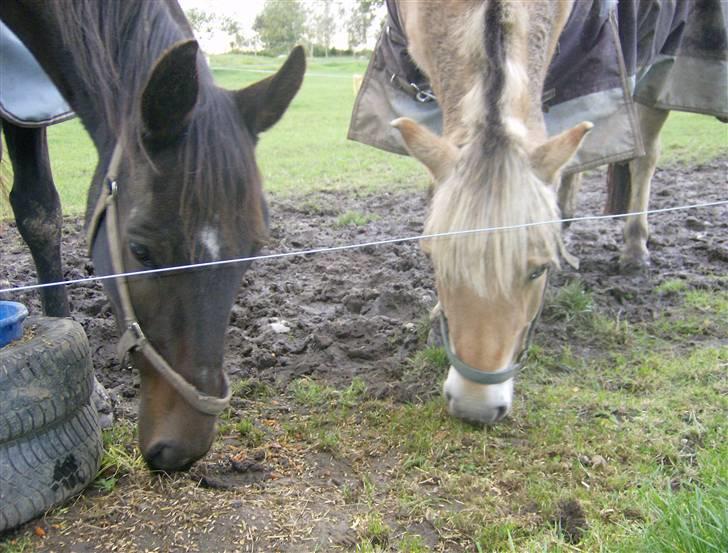 Oldenborg ** manja er solgt** - "som venner vi dele......" eller gør vi?! billede 17