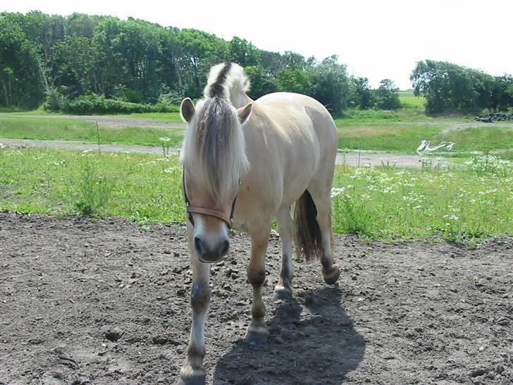 Fjordhest Bartoldi - Drengen på marken billede 11