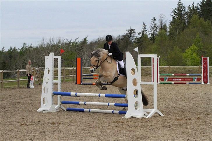 Fjordhest Bartoldi - Birken 2010.. Fredag.. 70 cm 1. plads.. :D billede 12