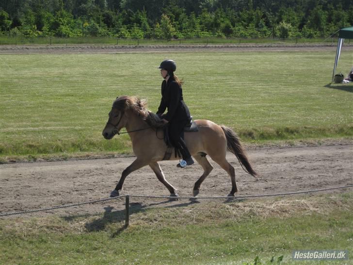 Islænder Snug fra Yggdrasil *SOLGT - Pinsestævnet 2009 <3  billede 6