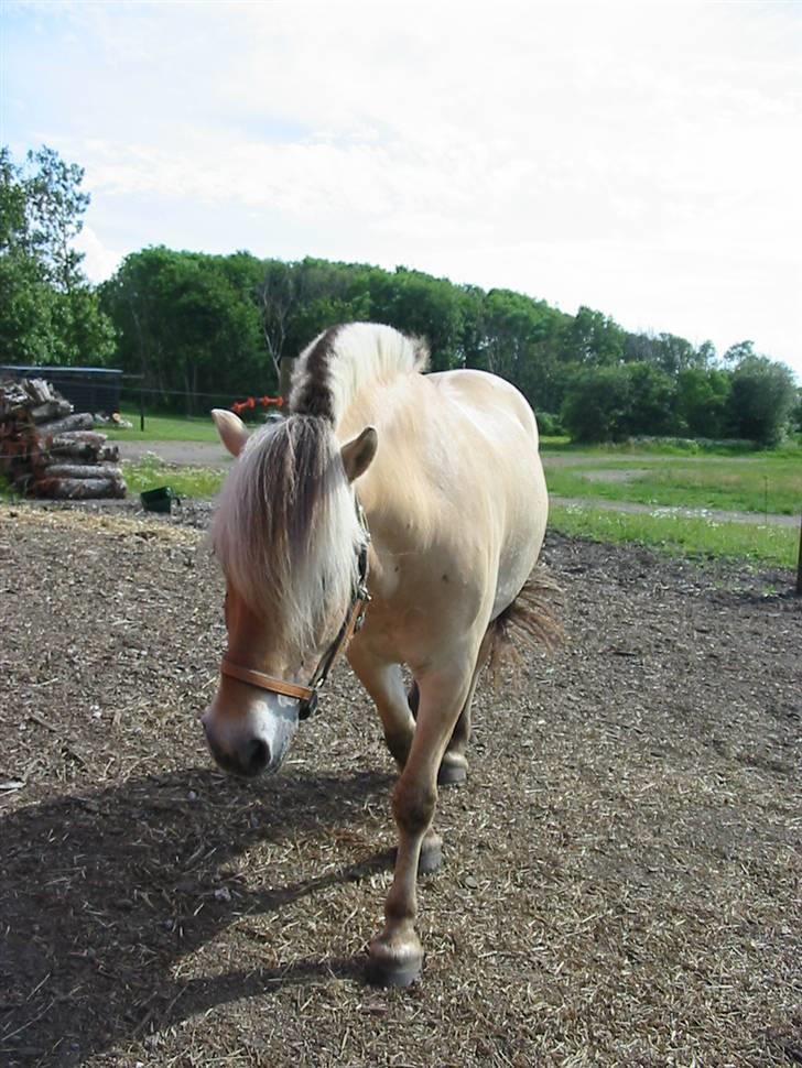 Fjordhest Bartoldi - Tolle´drengen på folden.. billede 14