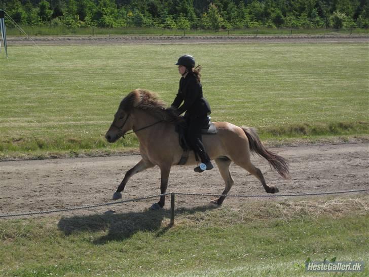 Islænder Snug fra Yggdrasil *SOLGT - Pinsestævnet 2009 <3  billede 7