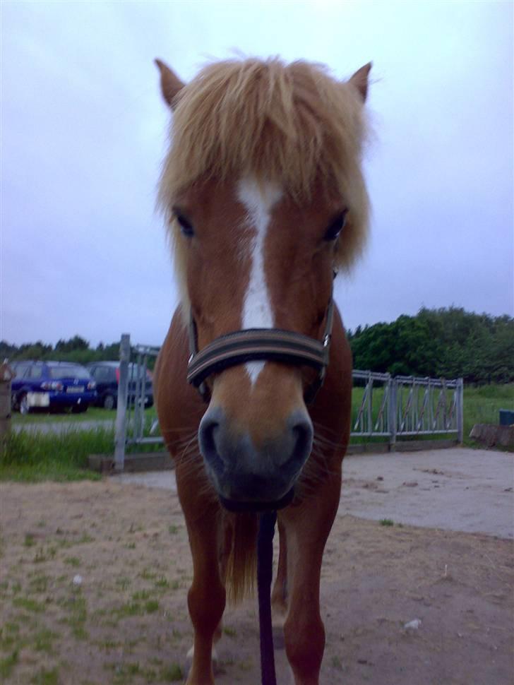 Islænder Nös fra Kærgård *SOLGT* billede 10