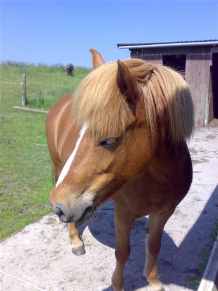 Islænder Nös fra Kærgård *SOLGT* billede 11