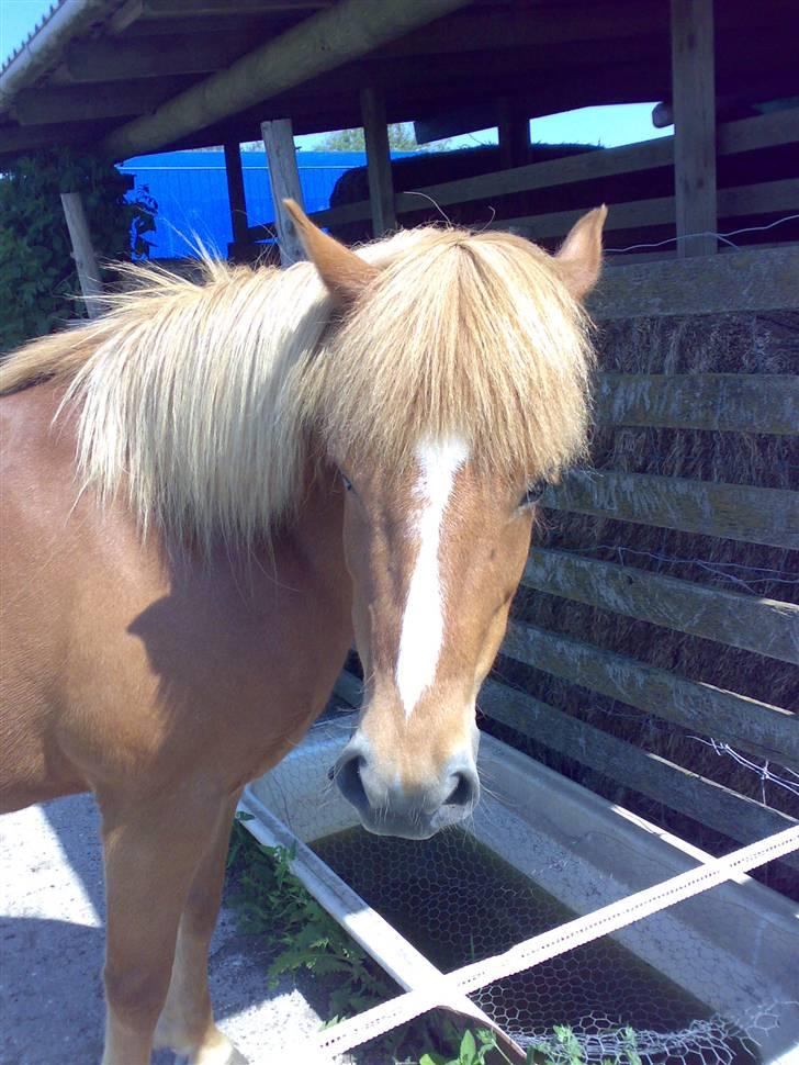 Islænder Nös fra Kærgård *SOLGT* billede 12