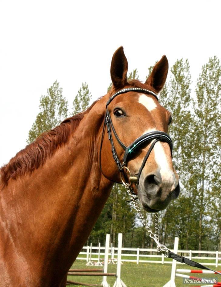 Mecklenburger Godus 2(R.I.P.- 26/8-09)† - Den Royale  ;) (foto:Katrine O.) billede 2