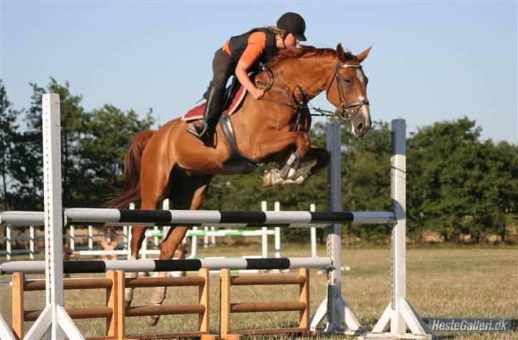 Mecklenburger Godus 2(R.I.P.- 26/8-09)† - Vi Springer til trænning :D (foto: Lone ) billede 3