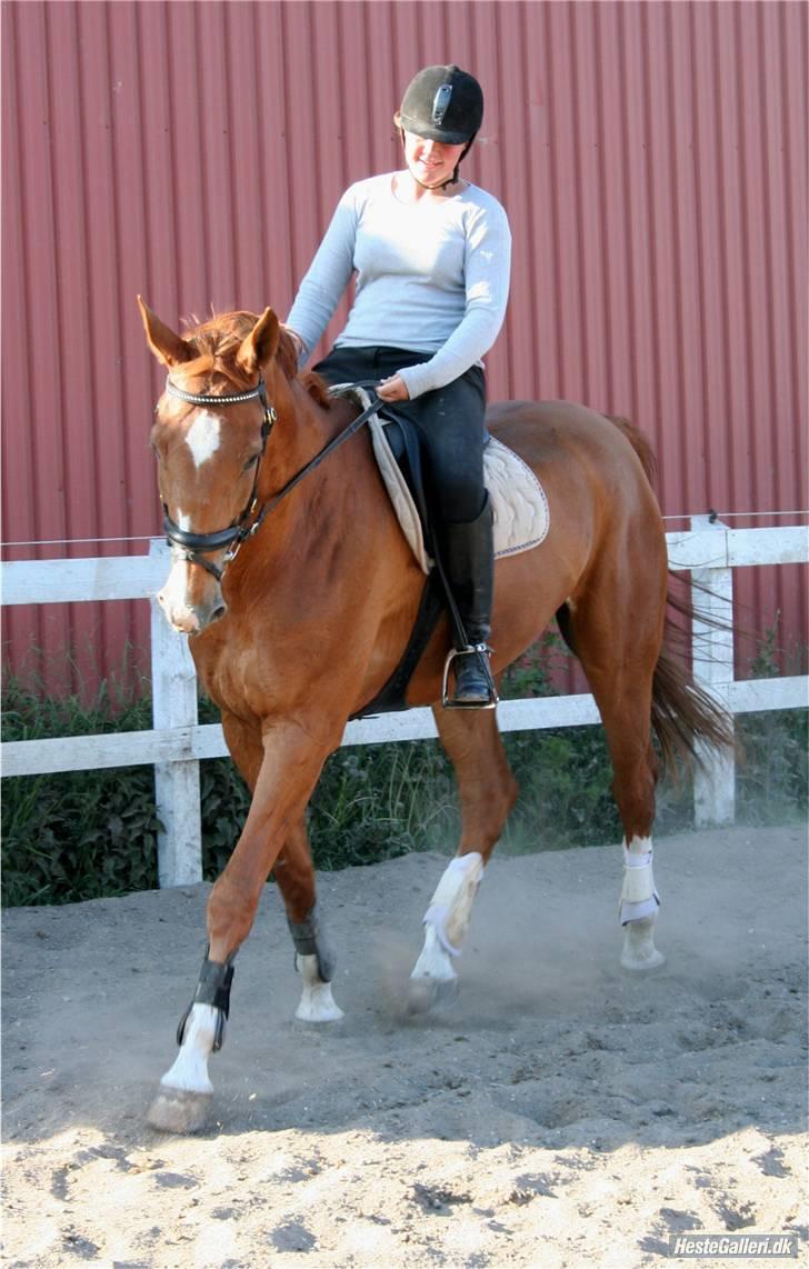 Mecklenburger Godus 2(R.I.P.- 26/8-09)† - Lidt sandkasse-ridning :D (foto: Lone pedersen) billede 4