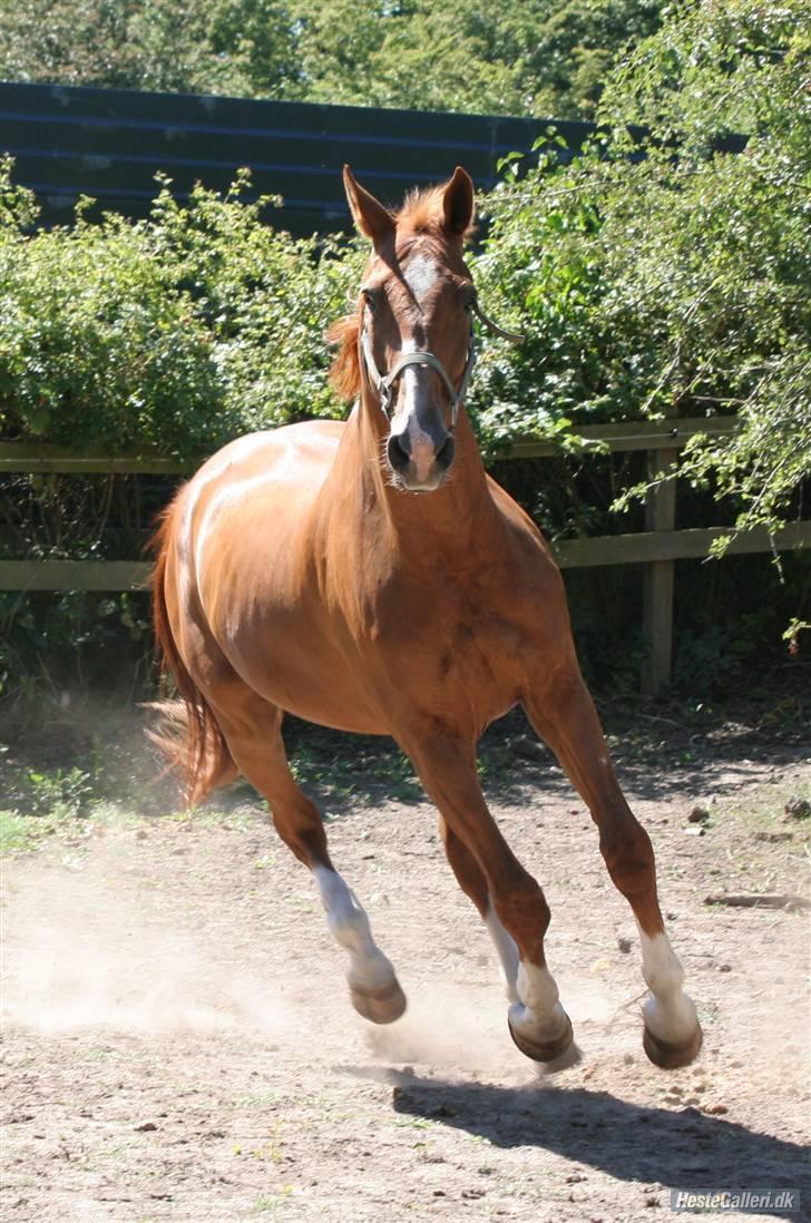 Mecklenburger Godus 2(R.I.P.- 26/8-09)† - Godus på Fold <3 (foto: Lone p) billede 9