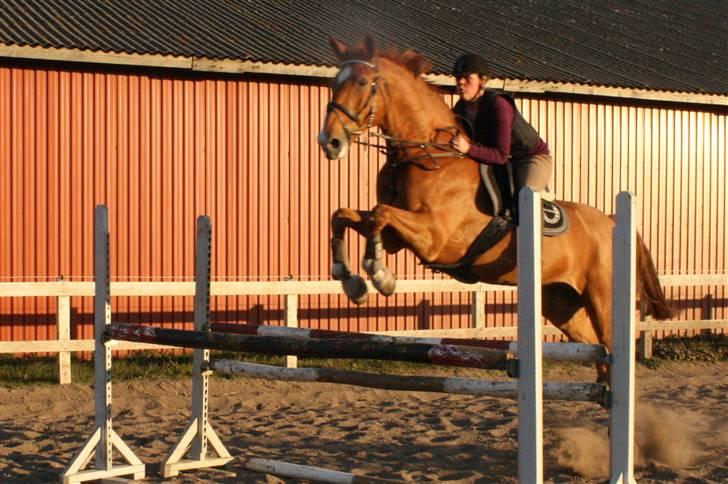 Mecklenburger Godus 2(R.I.P.- 26/8-09)† - 2. sidste gang vi spran sammen :´)(foto: Katrine O.) billede 11