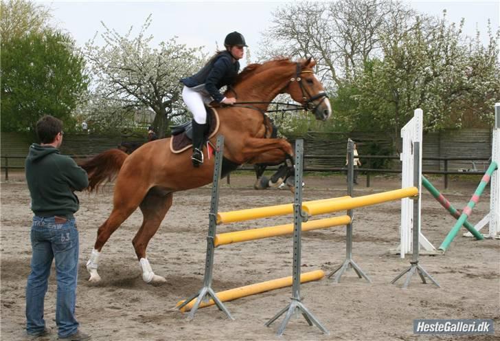 Mecklenburger Godus 2(R.I.P.- 26/8-09)† - Opvarmning til LB´en i RBH (foto: Lone Pedersen) billede 12