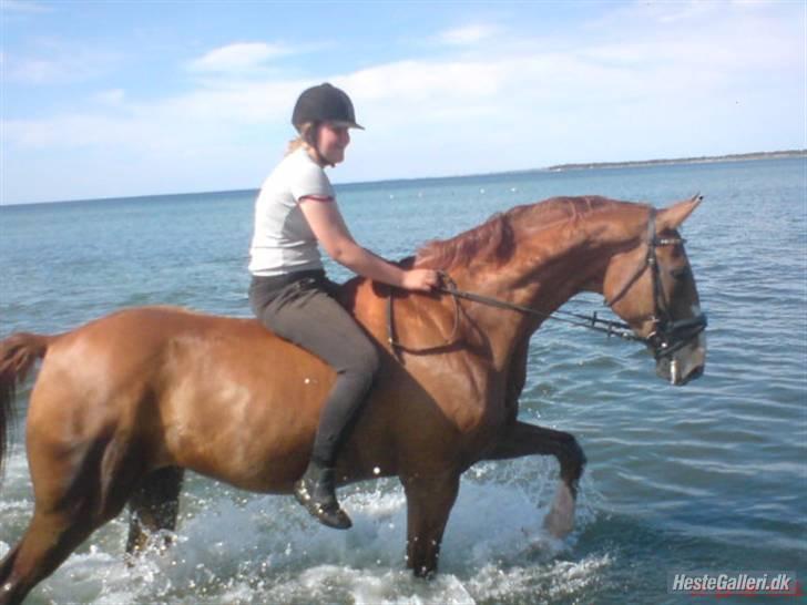 Mecklenburger Godus 2(R.I.P.- 26/8-09)† - Vi er på stranden med Anso - total Hyggelig tur.. (foto : Anette Esmann  :) billede 14