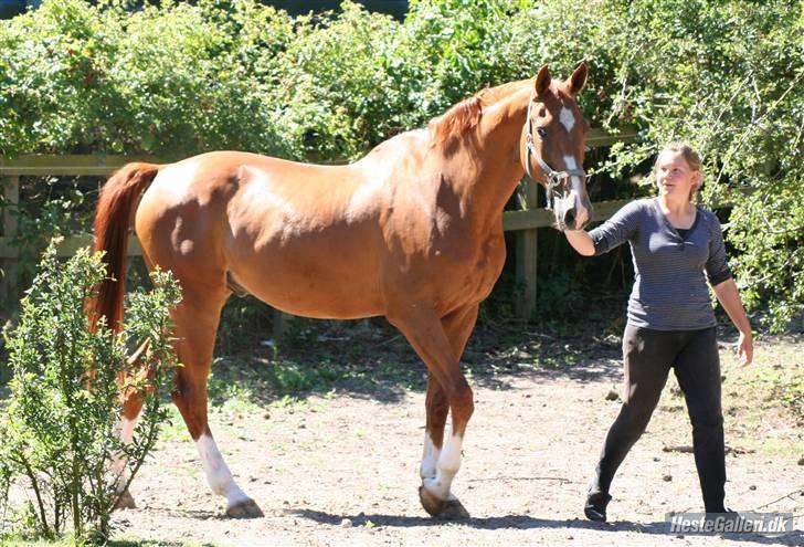 Mecklenburger Godus 2(R.I.P.- 26/8-09)† - Uha det er farligt det hele ! ;)(foto: Lone Pedersen) billede 15