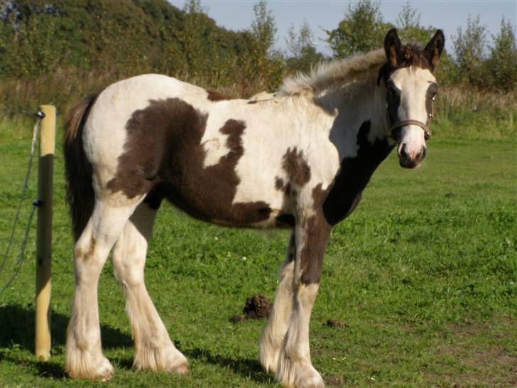 Tinker Wiingreens Adele  *solgt* billede 7