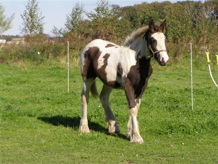 Tinker Wiingreens Adele  *solgt* billede 8