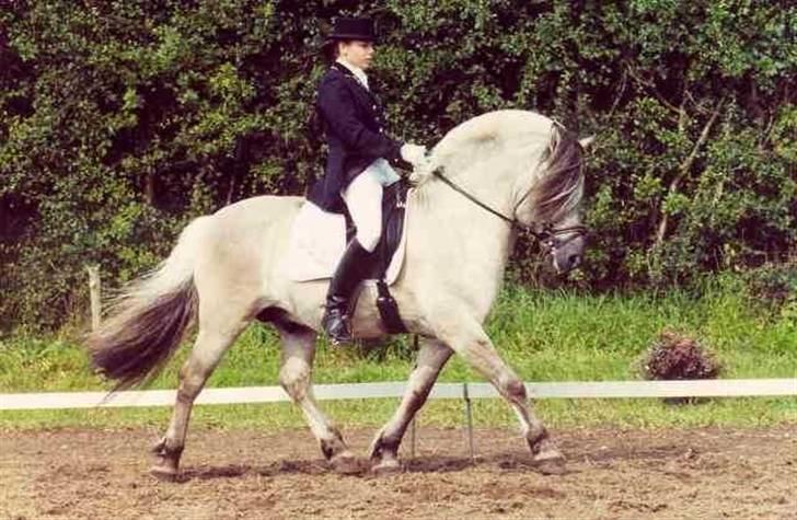 Fjordhest Ingegård's QTO *Savnet* <3 - Max og Lizette Nordisk mesterskab 2001 red sig til bronze SÅ flot. billede 9