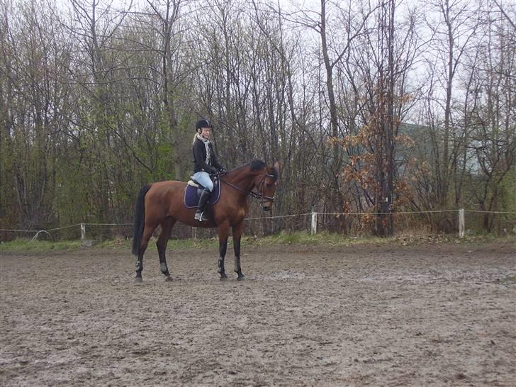 Dansk Varmblod Kara SOLGT - #17 Kara og jeg i parade - april 2008 billede 17