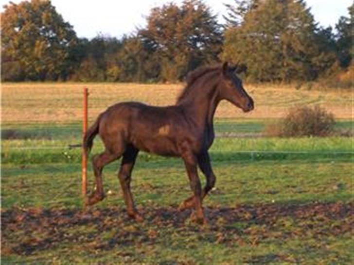 Frieser XPoseidon af Brødsgaard - Xposeidon d. 27 sep. tor flo dreng. billede 18