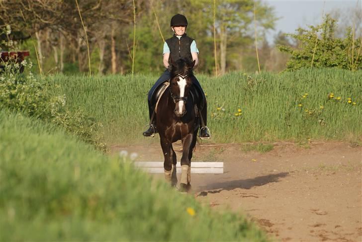 Irsk Sportspony Admiral Charo'  - Velkommen til Admiral Charó´s profil.. :) billede 1