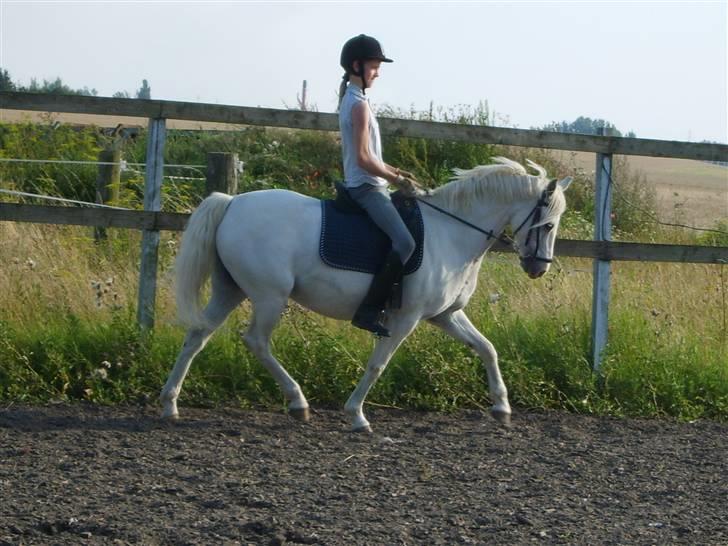 Welsh Pony (sec B) Lyngvejens Chanti - Billede nr. 13 Mig og Chanti!!!!!!!!!!!!!!!!!!!!!! billede 13