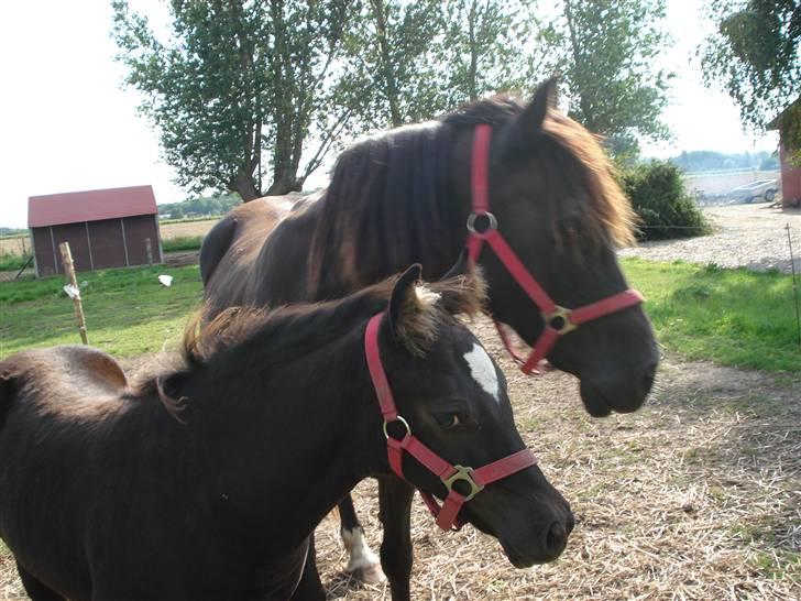 Welsh Cob (sec D) De Busies Black Bess - Bess og Brenin billede 14