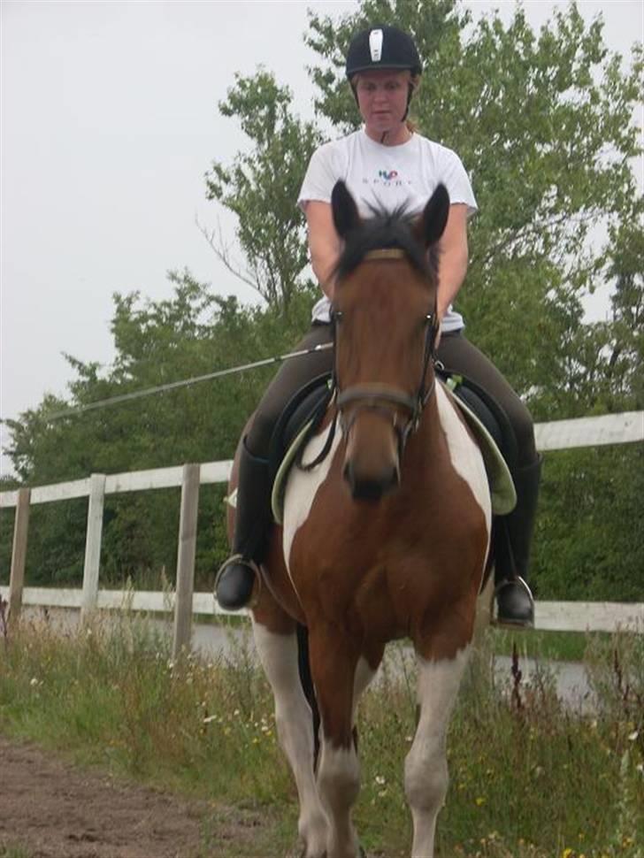 Pinto  Lupin a prena  solgt hulk - Her rider jeg på vores hjemme bane,hun er rigtig flink billede 2