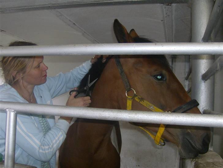 Pinto  Lupin a prena  solgt hulk - så røg manen   billede 3