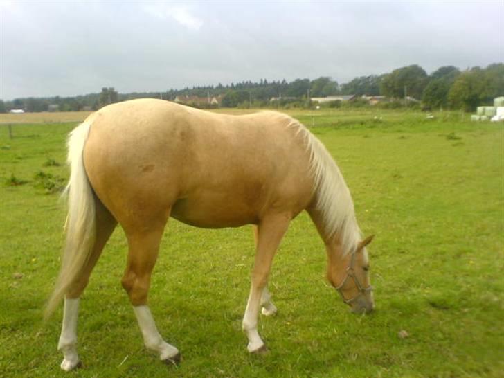 Palomino Lysgaards Arwen - Arwen nyder hver dag på fold billede 13