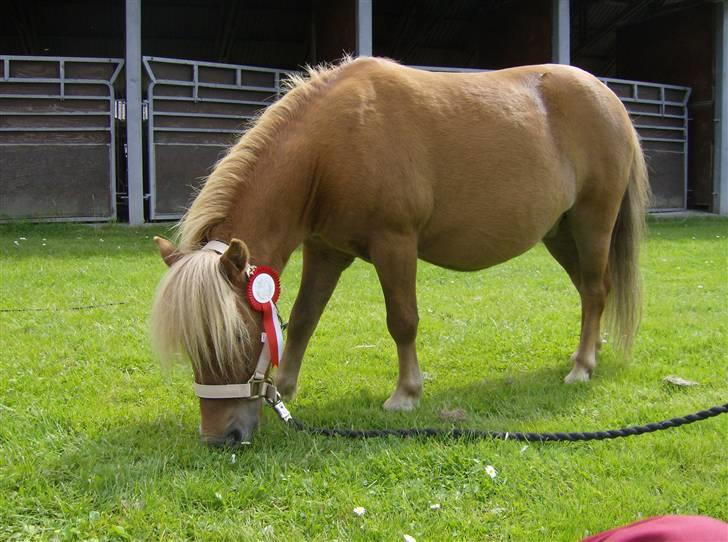 Shetlænder Felix *RIP* - Så blev vi kåret i Minimule regi :) billede 2