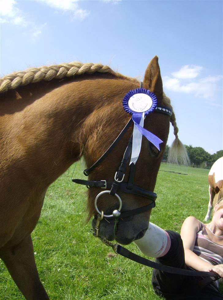 Shetlænder Felix *RIP* - 2. plads i agility sværhedsgrad 1 billede 3