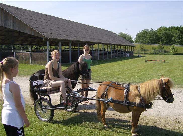 Shetlænder Felix *RIP* - Her er han med sin fine sulky billede 4