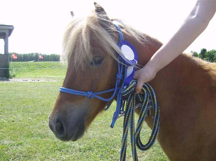 Shetlænder Felix *RIP* - Endnu en 2. plads i agilty sværhedsgrad 1 billede 5