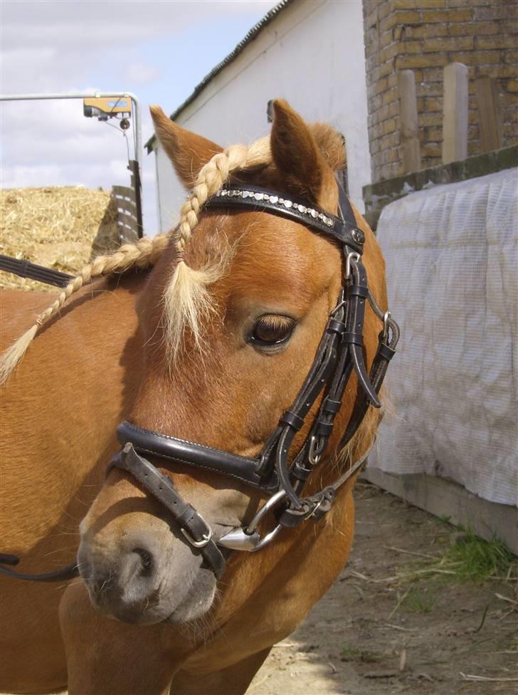 Shetlænder Felix *RIP* - Så fin man er ;) billede 6